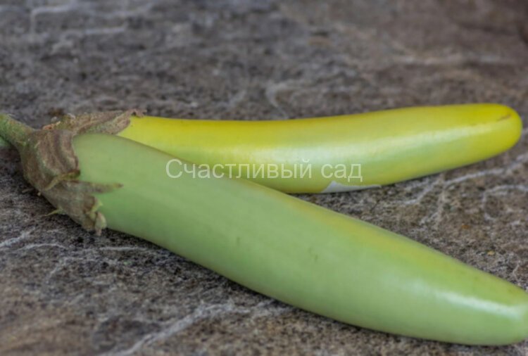 Баклажан Louisiana long green (Луизианский длинный зеленый)