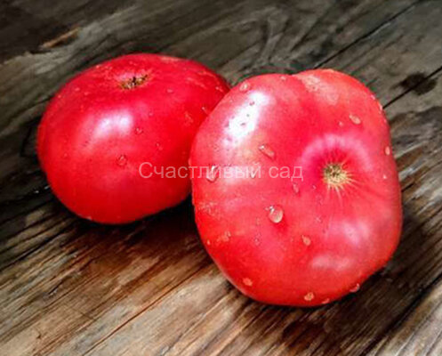 Dwarf Mystic Lady (Гном Мистическая Леди)