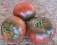 Violet Noir (Черно-фиолетовый)