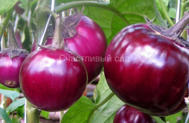 Баклажан Буржуй