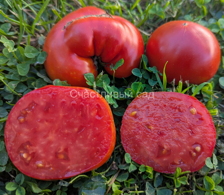 Jarson-8 (Ярсон-8)