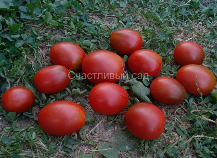 Де барао черный