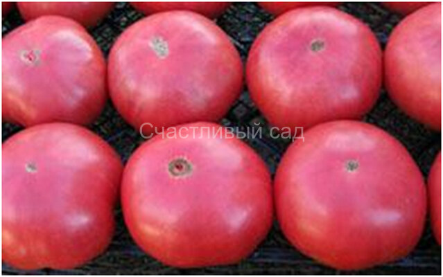 Lilac Giant (Сиреневый гигант) 