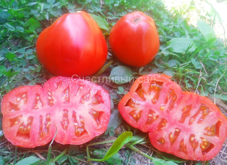 Cuore Antico di Pianfei (Древнее сердце Пианфей)