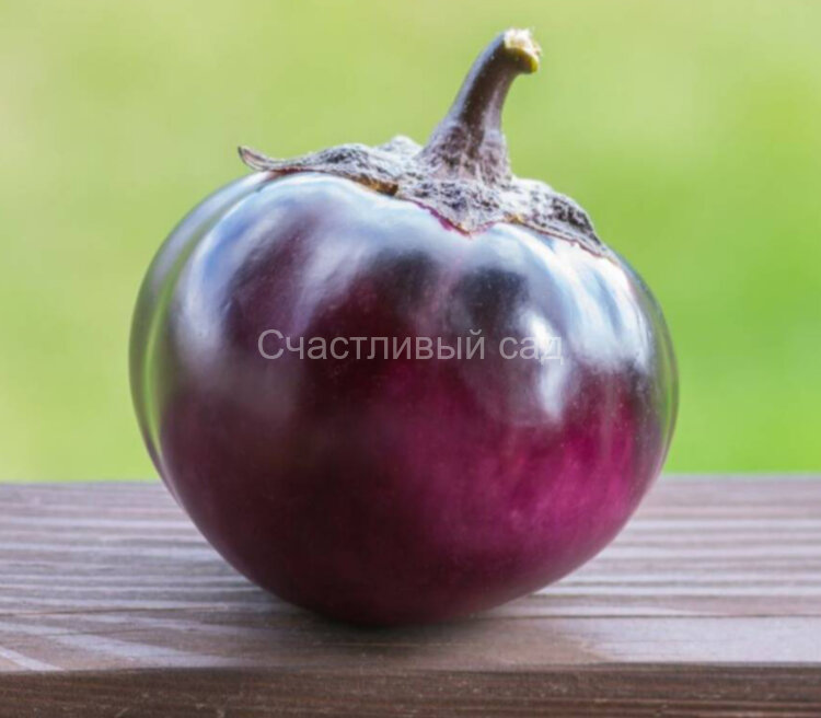Баклажан Круглый мяч