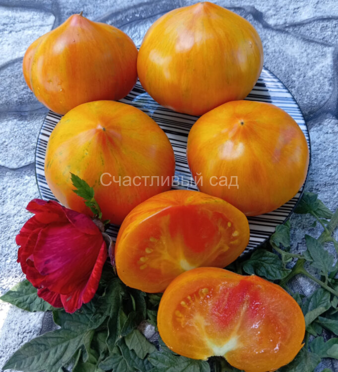 Rainbow Jazz Heart (Радужный джаз сердце)