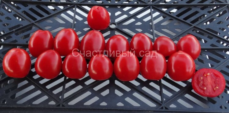 Tomatoberry (Клубничка)