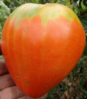 Strawberry German Red (Земляника немецкая красная)