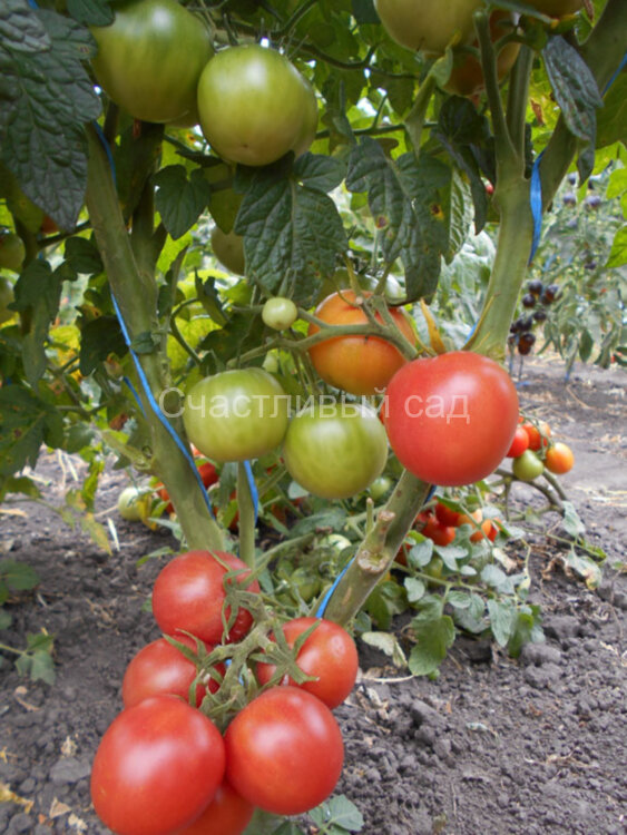 Dwarf Pink Opal (Гном Розовый Опал) Dwarf Pink Opal (Гном Розовый Опал)