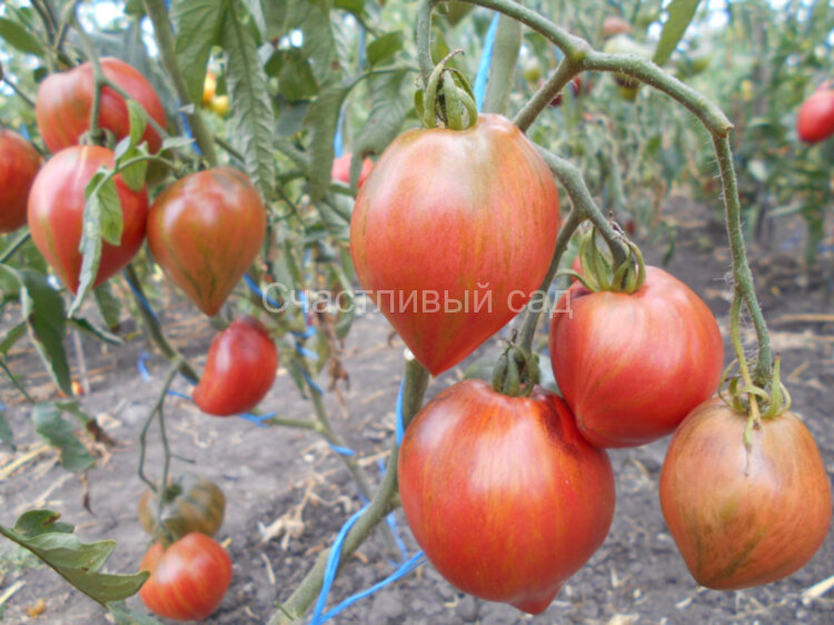 Crushed heart (Раненое сердце) 