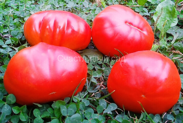 Пузата хата