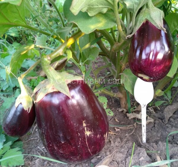 Баклажан Роза Баку