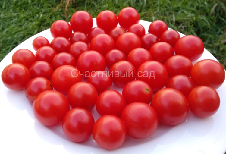 Амброзия красная