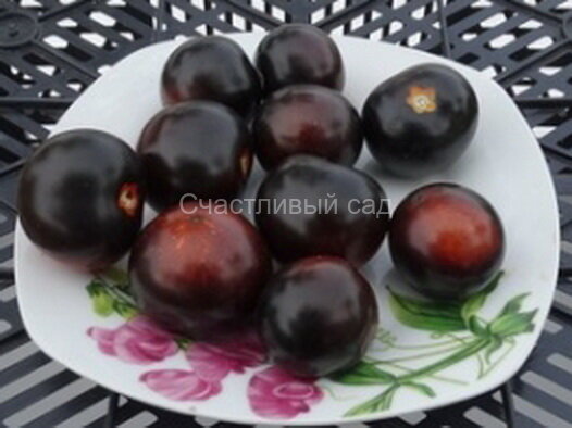 Черниченский черри