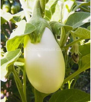Баклажан Изумрудный белый