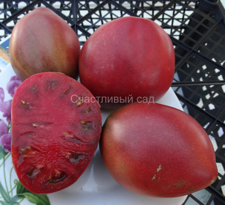 Dwarf Purple Heart (Гном Фиолетовое Сердце)