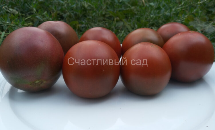 Зефир в шоколаде