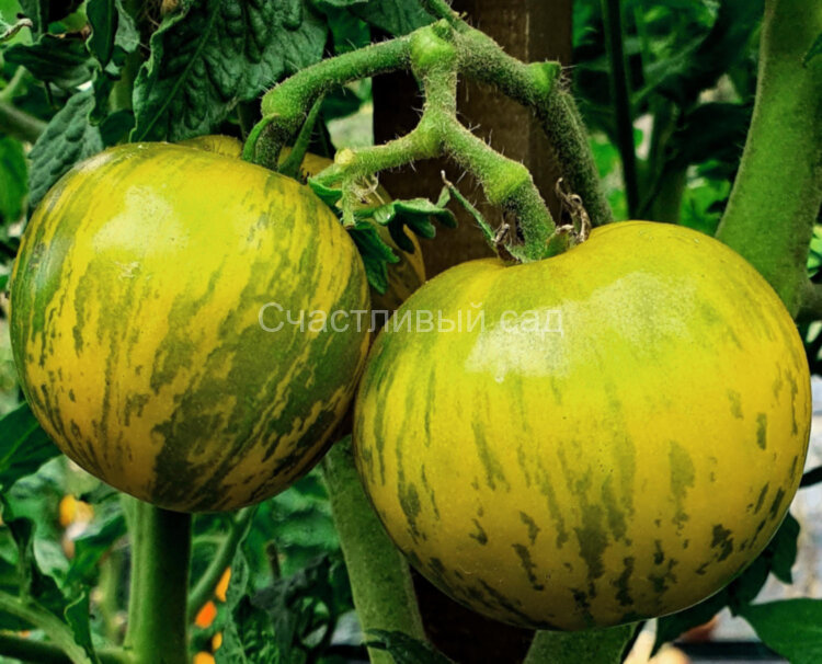 Dwarf Numbat (Гном Нумбат)