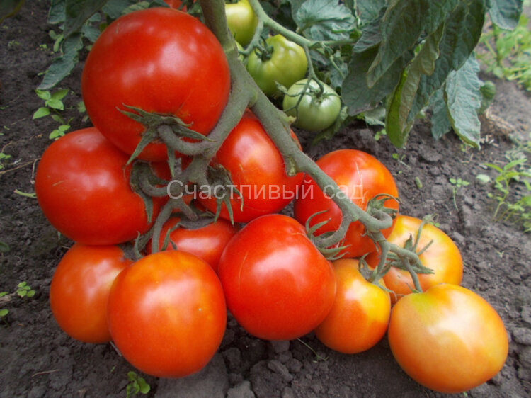 Николай Духов