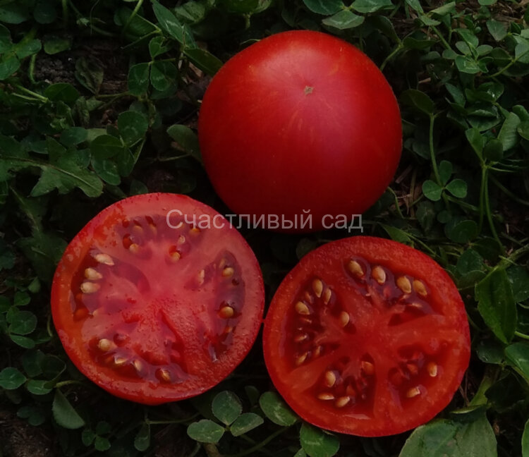 Dwarf Andy’s Forty (Гном сорок помидоров Энди)