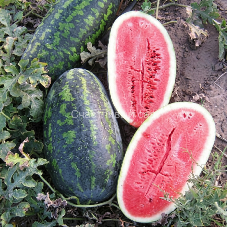 Арбуз Фаворит