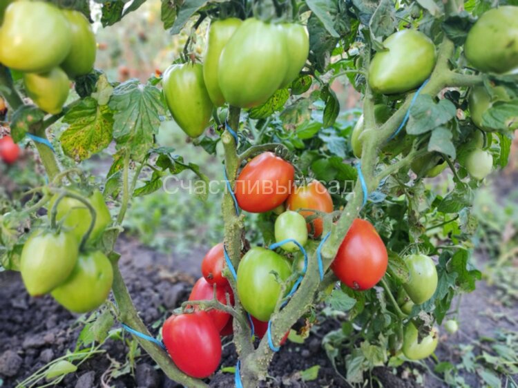 Dwarf Red Heart (Гном Красное сердце)