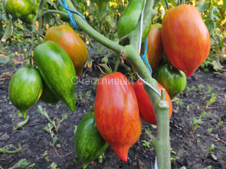 Перо Жар-птицы Перо Жар-птицы