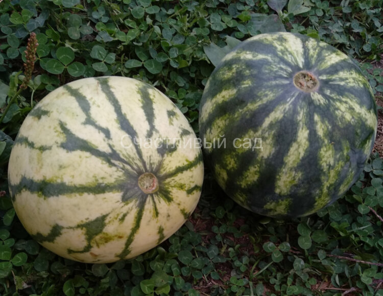 . Арбуз Колобок