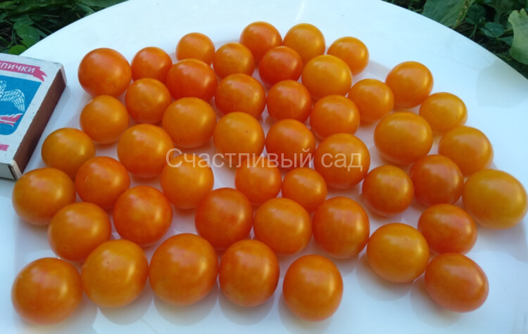 Капли дождя