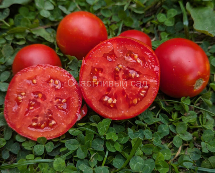 Карачаровский Маяк