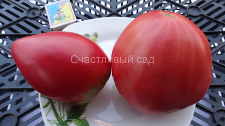 Yugo Rose (Юго Роуз)