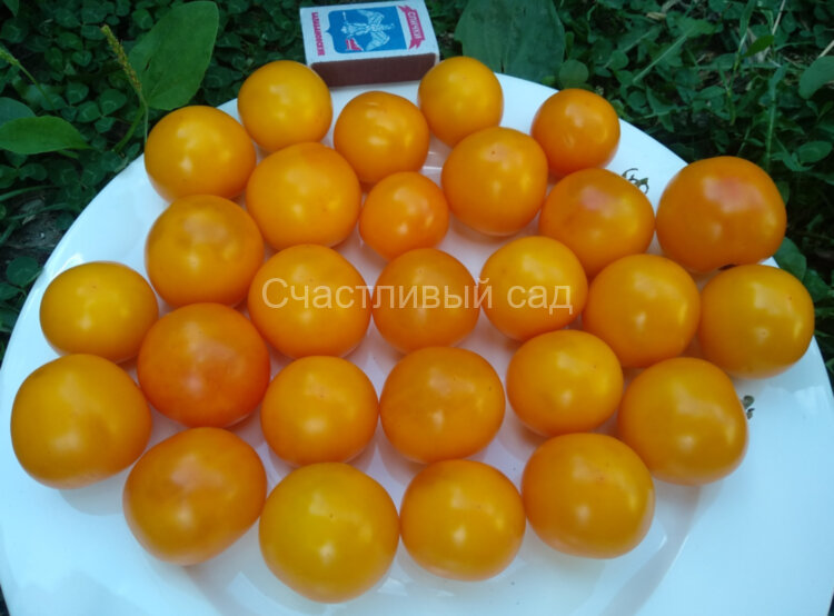 Dwarf Rumpelstiltskin (Гном Румпельштильскин)