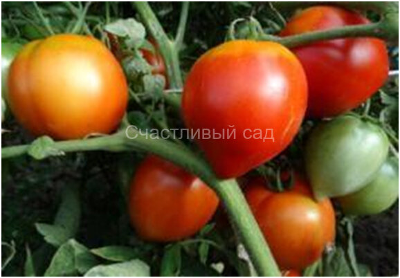 Клубничное дерево Клубничное дерево