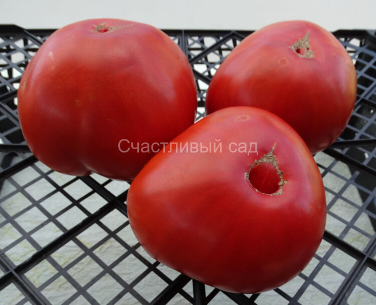 Липецкое бычье сердце 