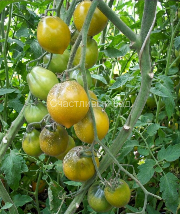 Прекрасная Смолка (Tar Tops)