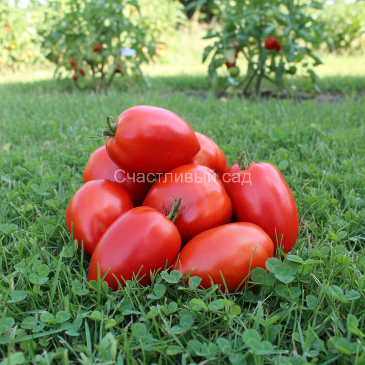 Amish Paste (Паста Амишей)