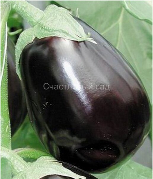 Баклажан Клорида