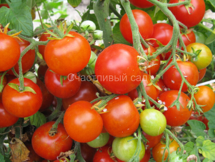 . Мексиканский мед