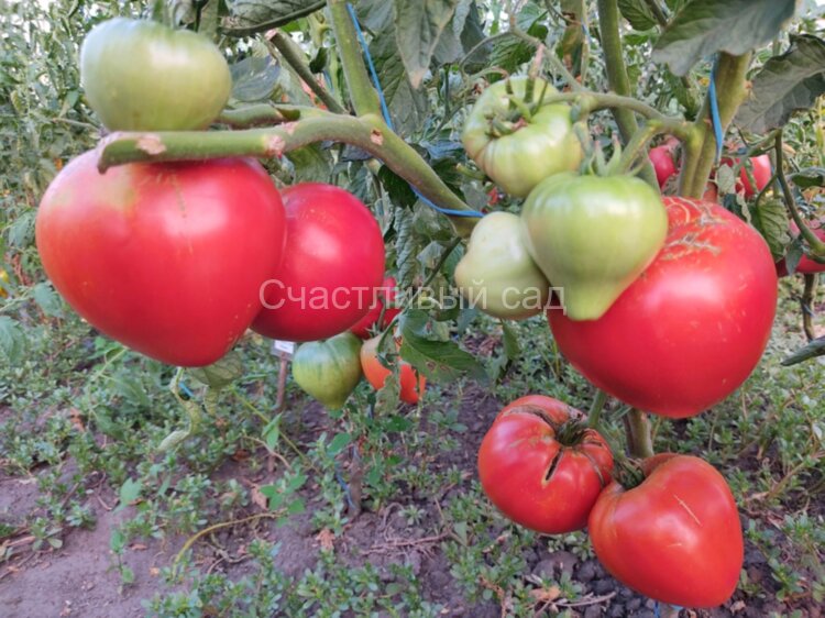 Алое сердце (Алено сърце)