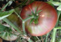 Кубинский фиолетовый