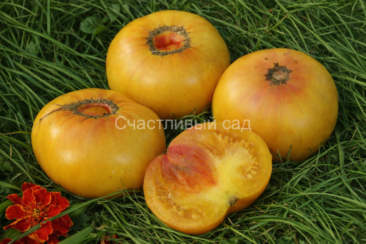 Rainbow Dwarf (Радужный гном)