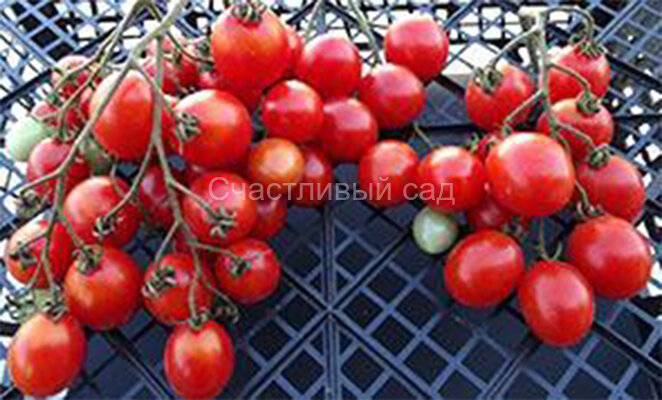 Монисто красное