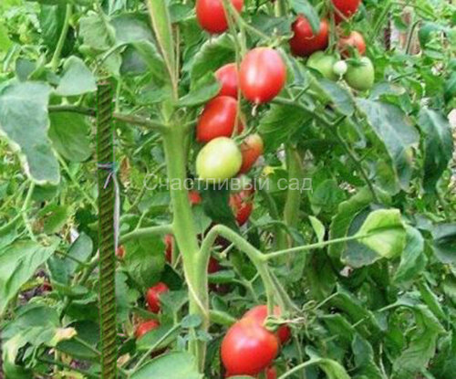 Кустанайская пипочка