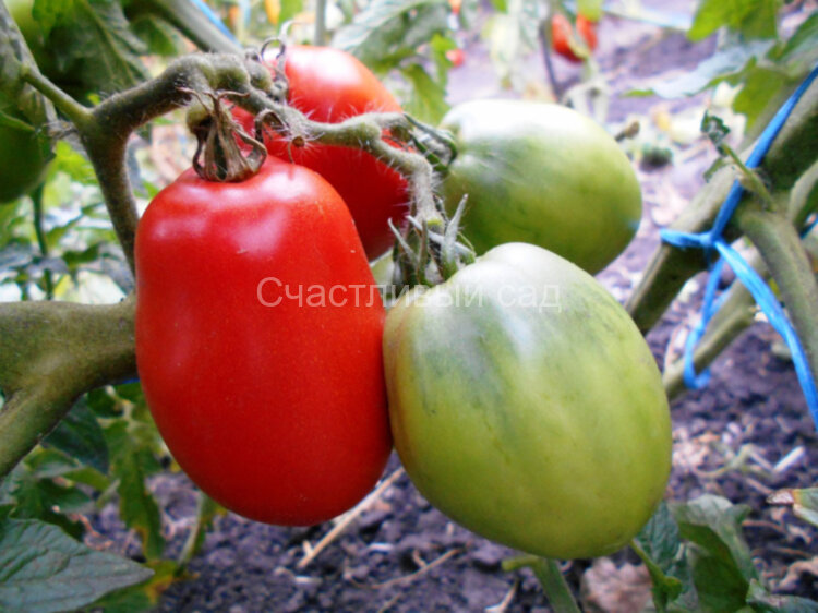 Dwarf Sneaky Sauce (Гном Снеки соус)