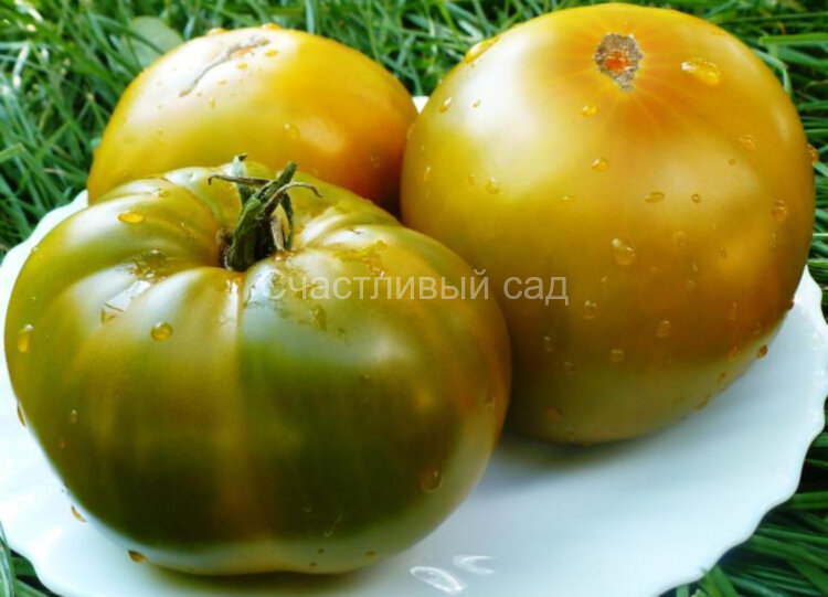 Золото Чероки Грин (Золото Cherokee Green)