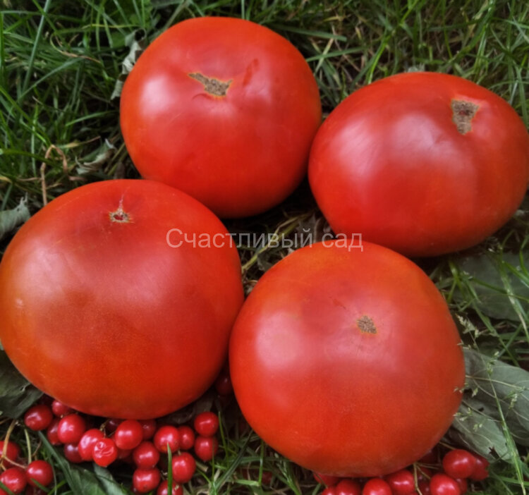 Urbanite (Горожанин)