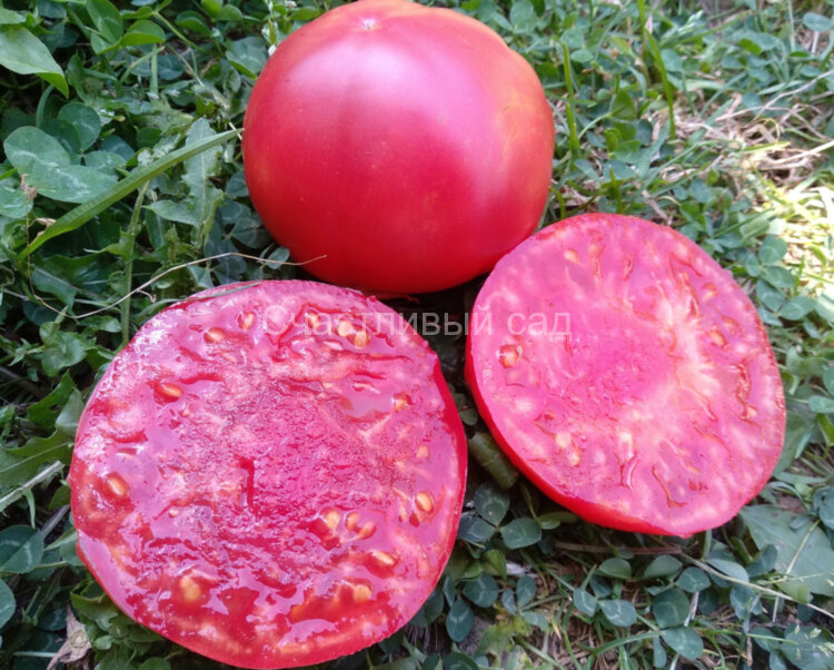 Скорпион (Scorpii)