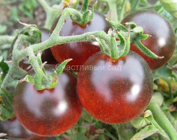 Sunshine Blue (Синий солнечный свет)