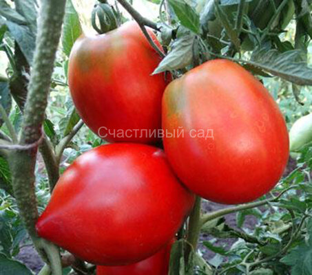 Минусинские стаканы красные Минусинские стаканы красные