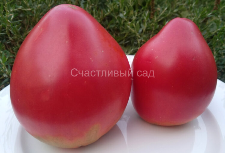 Американский вытянутый